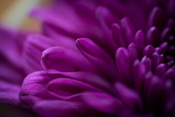 Beautiful Flower taken in a studio setup taken with different color lights. It looks almost alien like, Shot with a Shallow Depth of field to give it a dreamy effect. Perfectly romantic background