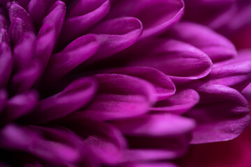 Beautiful Flower taken in a studio setup taken with different color lights. It looks almost alien like, Shot with a Shallow Depth of field to give it a dreamy effect. Perfectly romantic background