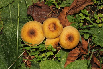 natural psathyrella candolleana mushroom photo © Recep