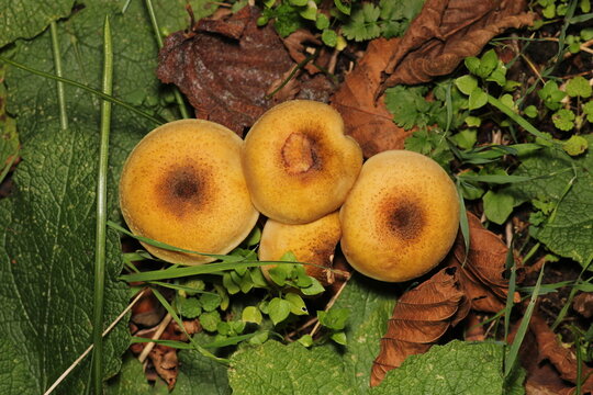 natural psathyrella candolleana mushroom photo