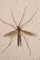 tipula luna insect macro photo