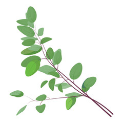 Eucalyptus vector. Realistic design element. Minimal design. Aesthetic composition.