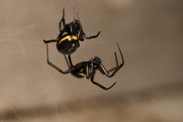 steatoda cingulata spider macro photo