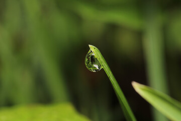 water drops macro photo on grass