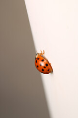 beautiful red ladybug leaf photo