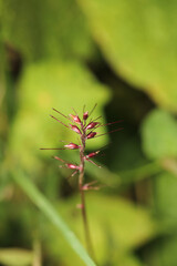 greater quaking grass plant macro photo