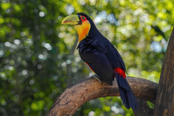 Red-breasted toucan or Green-billed toucan (Ramphastos dicolorus)