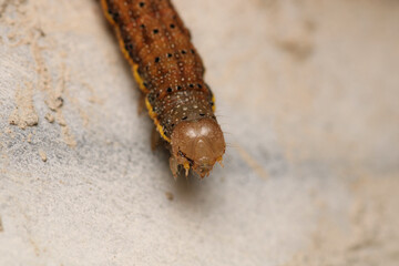 cimbex femoratus fly larva macro photo