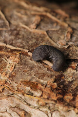 cimbex femoratus fly larva macro photo
