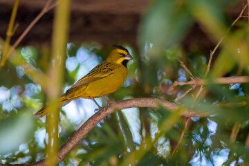 Yellow Cardinal bird (Gubernatrix cristata)