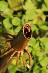 greater quaking grass plant macro photo