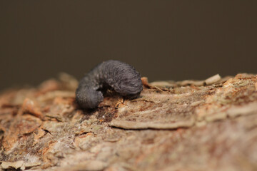 cimbex femoratus fly larva macro photo