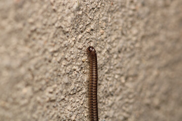 cimbex femoratus fly larva macro photo