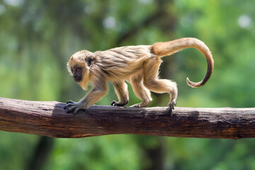 Baby Black Howler Monkey (Alouatta caraya)