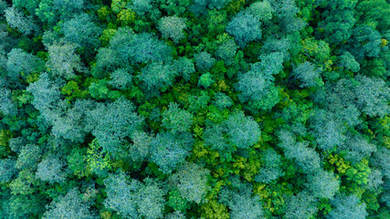 Aerial view of nature green forest and tree. Forest ecosystem and health concept and background,...
