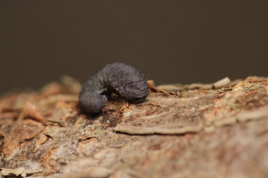cimbex femoratus fly larva macro photo