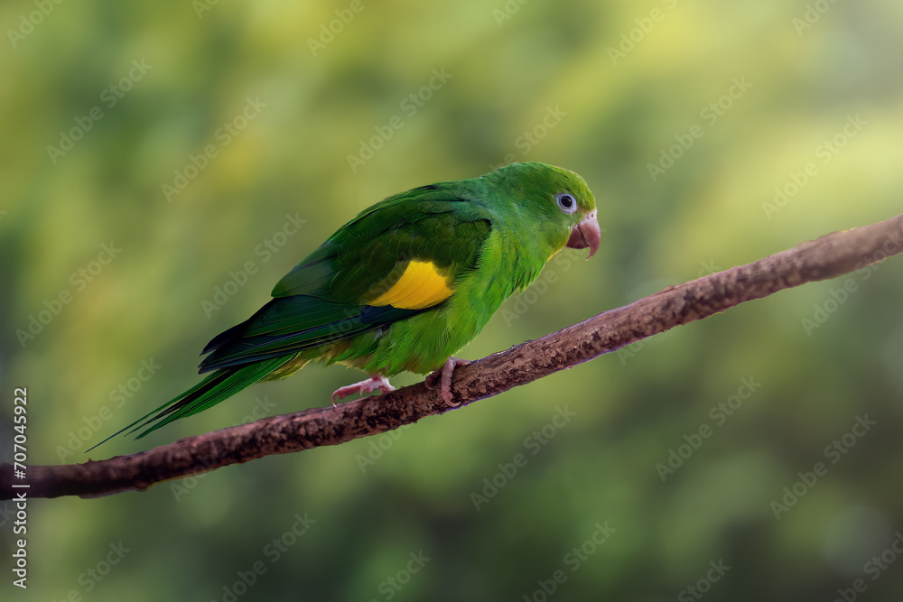 Wall mural yellow-chevroned parakeet bird (brotogeris chiriri)