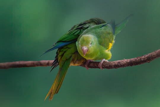 Yellow-chevroned Parakeet bird (Brotogeris chiriri)