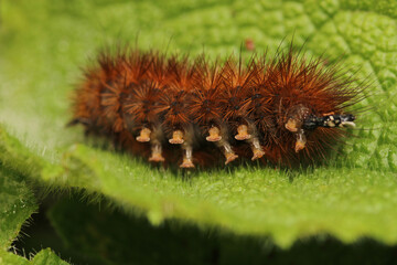 natural phragmatobia fuliginosa caterpillar macro photo