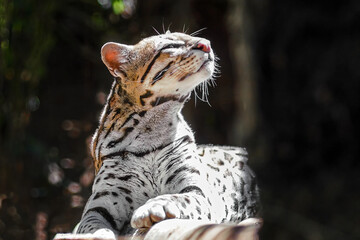 Ocelot (Leopardus pardalis) - medium-sized spotted feline