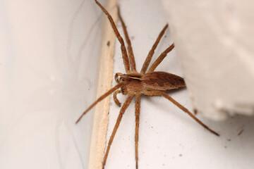 agelena labyrinthica spider macro photo