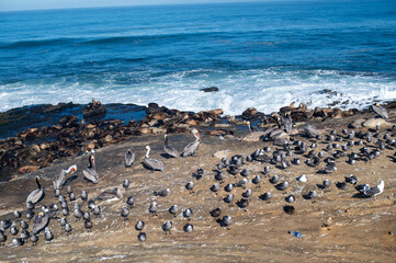 Birds on the rocks in La Jolla