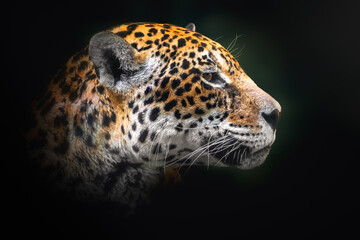 Beautiful Jaguar Head (Panthera onca)