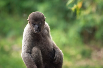 Obraz premium Young Gray Woolly Monkey (Lagothrix cana)