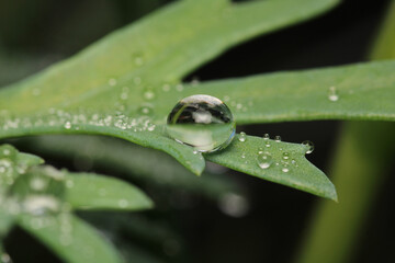 water drops macro photo on grass