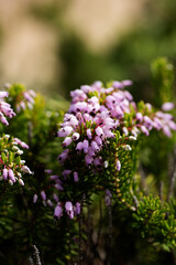 bright pink flowers of the heath heather Erica glabella on a natural background