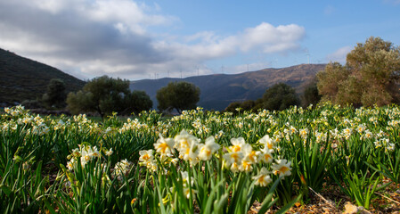 Narcissus field in bloom on spring, many narcissus flowers blooming in garden
