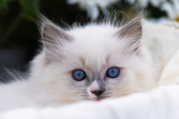 Porträt eines blauäugigen Ragdoll Kätzchens