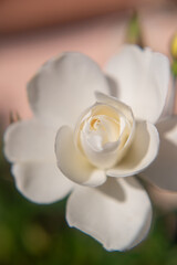 Closeup of a white rose flower