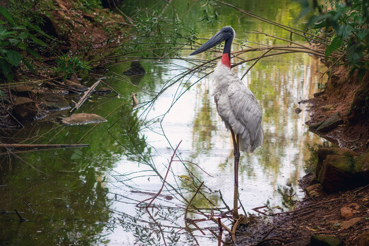 Jabiru Stork bird (Jabiru mycteria)