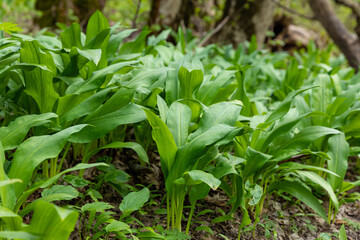 Wild garlic (Allium ursinum) green leaves in the beech forest. The plant is also known as ramsons,...