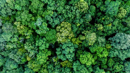 Fototapeten Aerial view of nature green forest and tree. Forest ecosystem and health concept and background, texture of green forest from above.Nature conservation concept.Natural scenery tropical green forest. © Darunrat