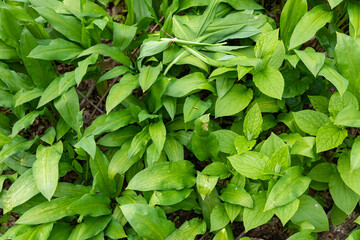 Fototapeta na wymiar Wild garlic (Allium ursinum) green leaves in the beech forest. The plant is also known as ramsons, buckrams, broad-leaved garlic, wood garlic, bear leek or bear's garlic.