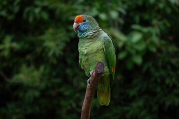 Red-browed Amazon Parrot (Amazona rhodocorytha)