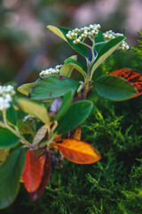 Red and yellow wild flowers background