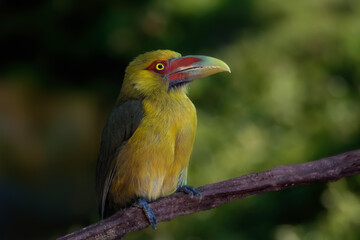 Saffron Toucanet bird (Pteroglossus bailloni)