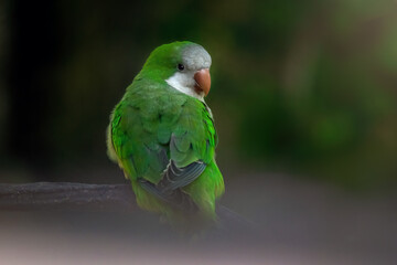 Monk Parakeet bird (Myiopsitta monachus)