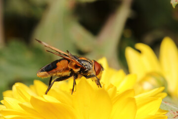 macro photo of housefly facing back