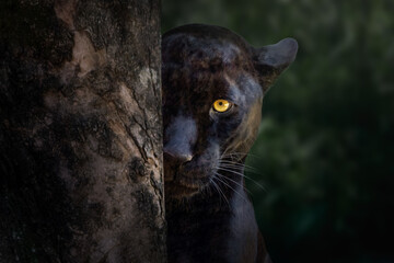 Black Jaguar (Panthera onca) - Melanistic Feline - obrazy, fototapety, plakaty