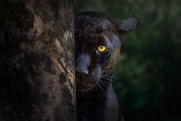 Deurstickers Black Jaguar (Panthera onca) - Melanistic Feline © diegograndi