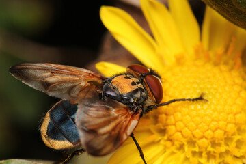 macro photo of housefly facing back