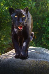 Tuinposter Black Jaguar (Panthera onca) - Melanistic Feline © diegograndi