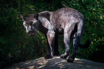 Fotobehang Black Jaguar (Panthera onca) - Melanistic Feline © diegograndi
