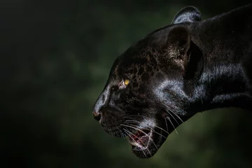 Fotobehang Black Jaguar (Panthera onca) - Melanistic Feline © diegograndi