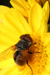 macro photo of housefly facing back