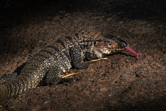Black and White Tegu Lizard sticking out a tongue (Salvator merianae)